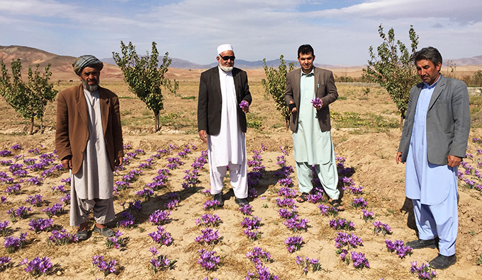پشت‌پرده توسعه کشت زعفران در افغانستان